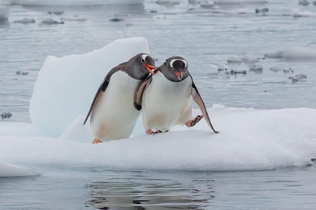 136 Antarctica, Danco Island, ezelspinguins.jpg